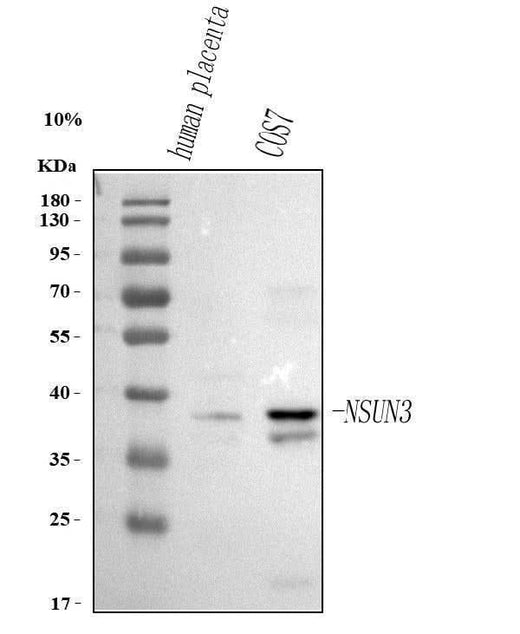 Anti-NSUN3 Antibody Picoband® Boster Bio