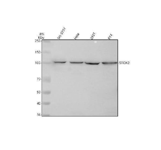 Anti-STOX2 Antibody Picoband® Boster Bio