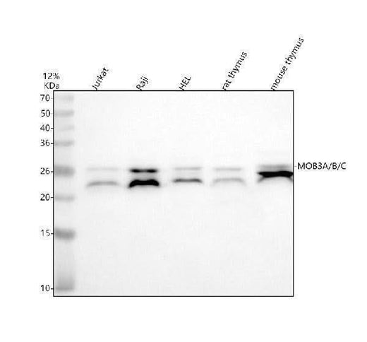 Anti-MOB3A/B/C Antibody Picoband® Boster Bio