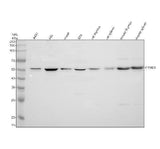 Anti-FRMD8 Antibody Picoband® Boster Bio