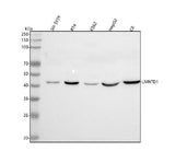 Anti-LMNTD1 Antibody Picoband® Boster Bio