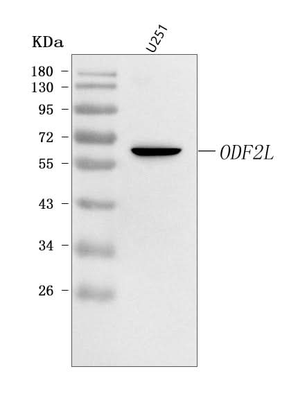 Anti-ODF2L Antibody Picoband® Boster Bio