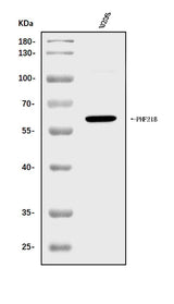 Anti-PHF21B Antibody Picoband® Boster Bio
