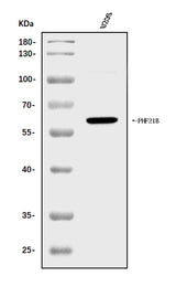 Anti-PHF21B Antibody Picoband® Boster Bio