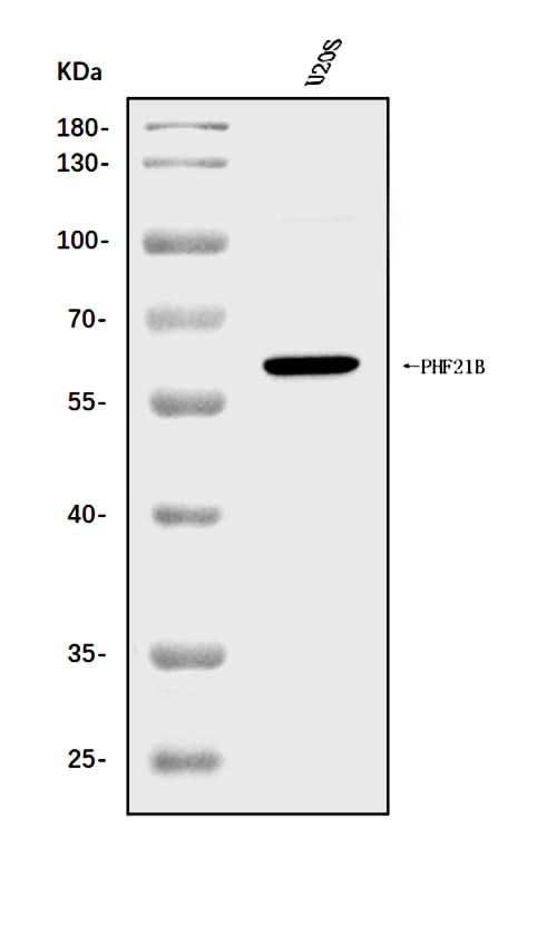 Anti-PHF21B Antibody Picoband® Boster Bio