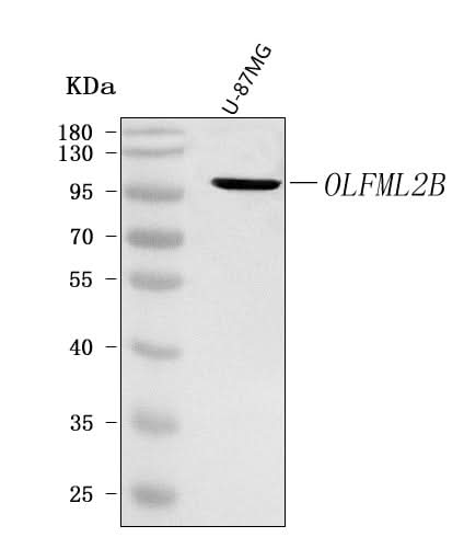 Anti-OLFML2B Antibody Picoband® Boster Bio