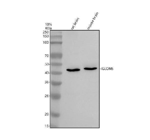 Anti-IGLON5 Antibody Picoband® Boster Bio