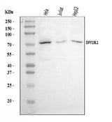 Anti-DPY19L1 Antibody Picoband® Boster Bio