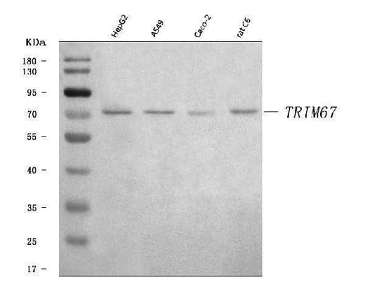 Anti-TRIM67 Antibody Picoband® Boster Bio