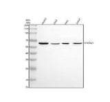Anti-SPATA21 Antibody Picoband® Boster Bio