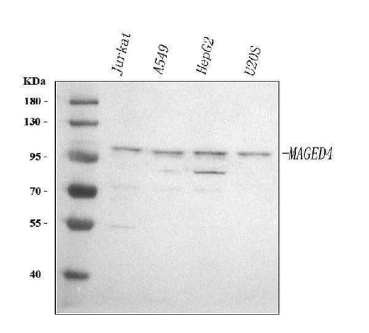Anti-MAGED4 Antibody Picoband® Boster Bio