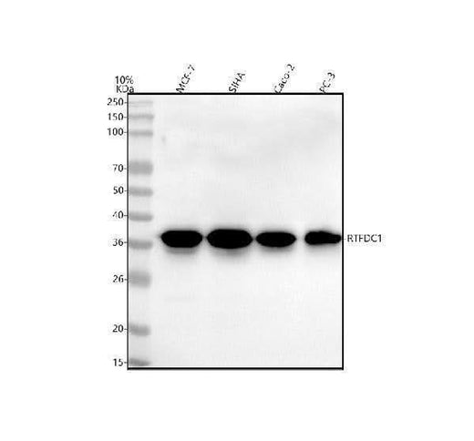 Anti-RTF2 Antibody Picoband® Boster Bio