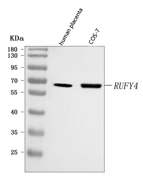 Anti-RUFY4 Antibody Picoband® Boster Bio