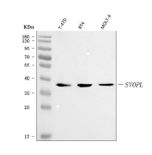 Anti-SVOPL Antibody Picoband® Boster Bio