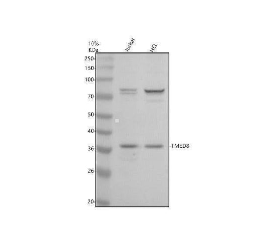 Anti-TMED8 Antibody Picoband® Boster Bio