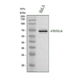 Anti-FBXL6 Antibody Picoband® Boster Bio