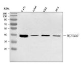 Anti-OGFOD2 Antibody Picoband® Boster Bio