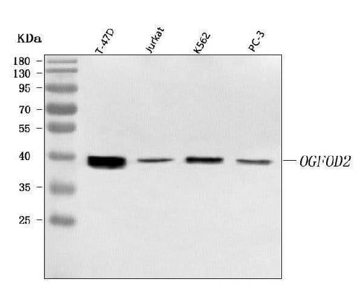 Anti-OGFOD2 Antibody Picoband® Boster Bio