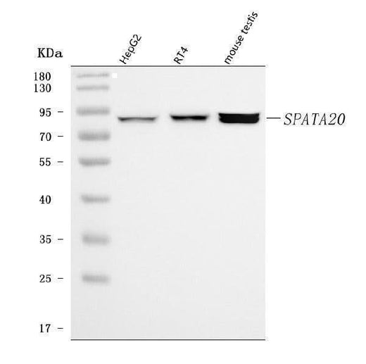 Anti-SPATA20 Antibody Picoband® Boster Bio