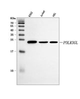 Anti-POLR3GL Antibody Picoband® Boster Bio