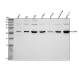 Anti-MCEMP1 Antibody Picoband® Boster Bio