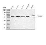 Anti-PYROXD1 Antibody Picoband® Boster Bio
