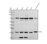 Anti-HDHD3 Antibody Picoband® Boster Bio