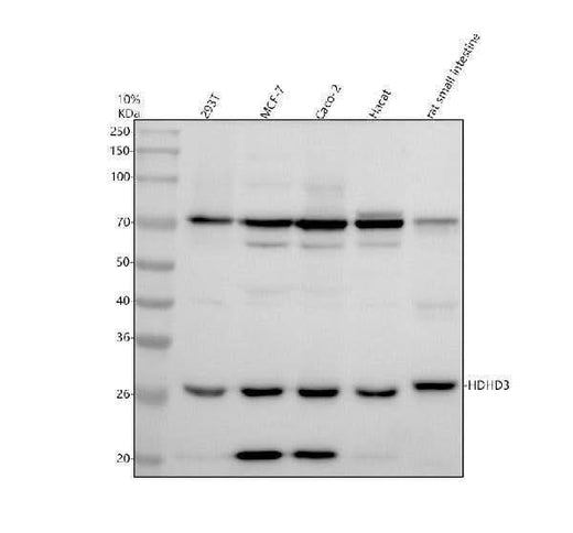 Anti-HDHD3 Antibody Picoband® Boster Bio