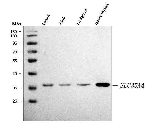 Anti-SLC35A4 Antibody Picoband® Boster Bio