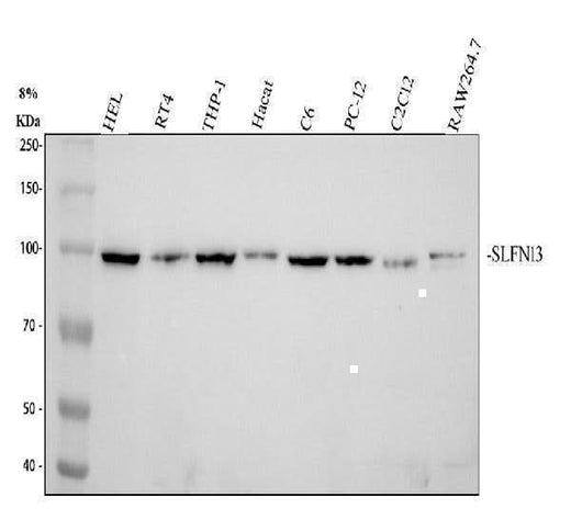 Anti-SLFN13 Antibody Picoband® Boster Bio