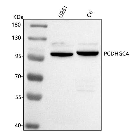 Anti-PCDHGC4 Antibody Picoband® Boster Bio