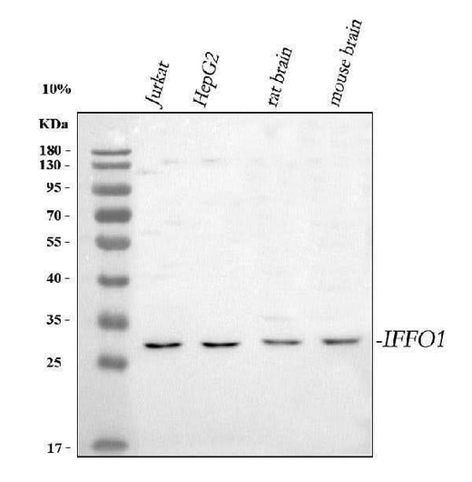 Anti-IFFO1 Antibody Picoband® Boster Bio