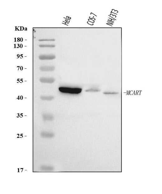 Anti-SLC25A51/52 Antibody Picoband® Boster Bio