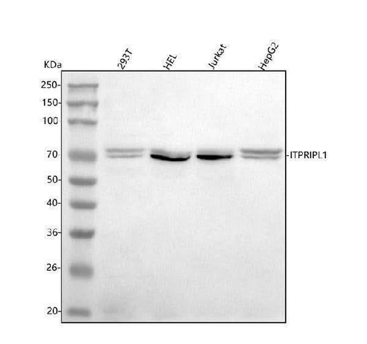 Anti-ITPRIPL1 Antibody Picoband® Boster Bio