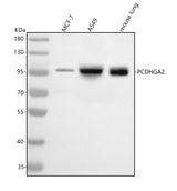 Anti-PCDHGA2 Antibody Picoband® Boster Bio