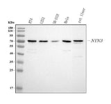 Anti-NTN3 Antibody Picoband® Boster Bio