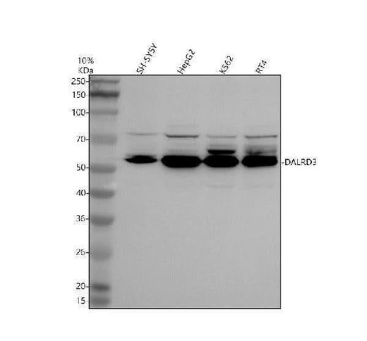 Anti-DALRD3 Antibody Picoband® Boster Bio