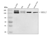 Anti-NHSL2 Antibody Picoband® Boster Bio