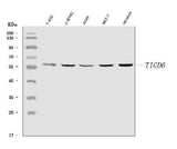 Anti-TIGD6 Antibody Picoband® Boster Bio
