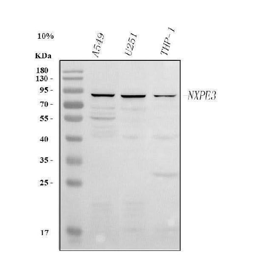 Anti-NXPE3 Antibody Picoband® Boster Bio