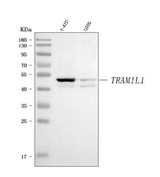 Anti-TRAM1L1 Antibody Picoband® Boster Bio