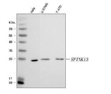 Anti-SPINK13 Antibody Picoband® Boster Bio