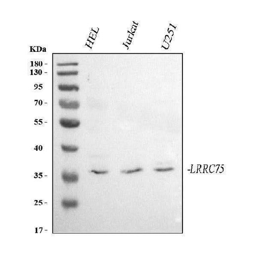 Anti-LRRC75A Antibody Picoband® Boster Bio