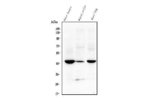 Anti-Tmem255b Antibody Picoband® Boster Bio