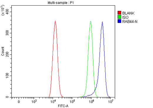 Anti-RAB44 Antibody Picoband® Boster Bio