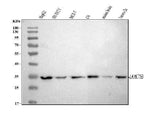 Anti-LRRC75B Antibody Picoband® Boster Bio