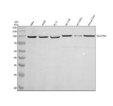 Anti-SLCO1B7 Antibody Picoband® Boster Bio