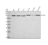 Anti-SLCO1B7 Antibody Picoband® Boster Bio