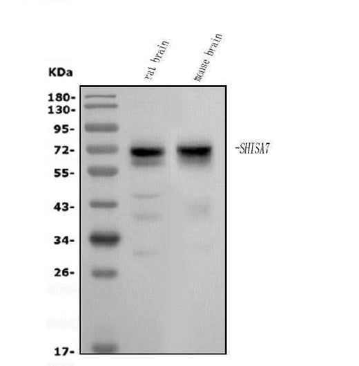 Anti-SHISA7 Antibody Picoband® Boster Bio
