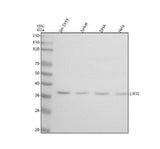 Anti-LIX1L Antibody Picoband® Boster Bio